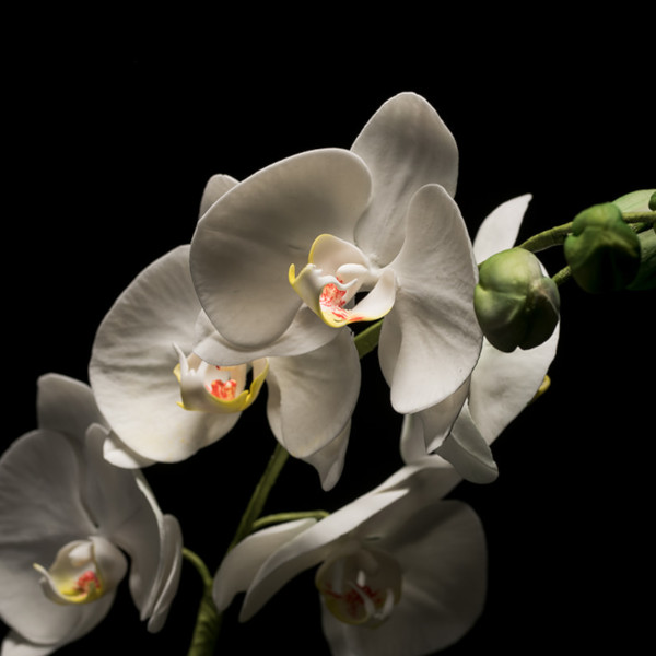 A white sugar orchid