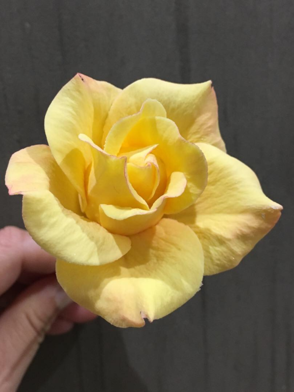 Yellow sugar rose