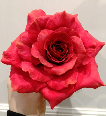 red gum paste rose