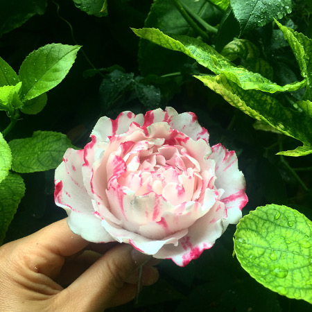 wine stain gumpaste peony